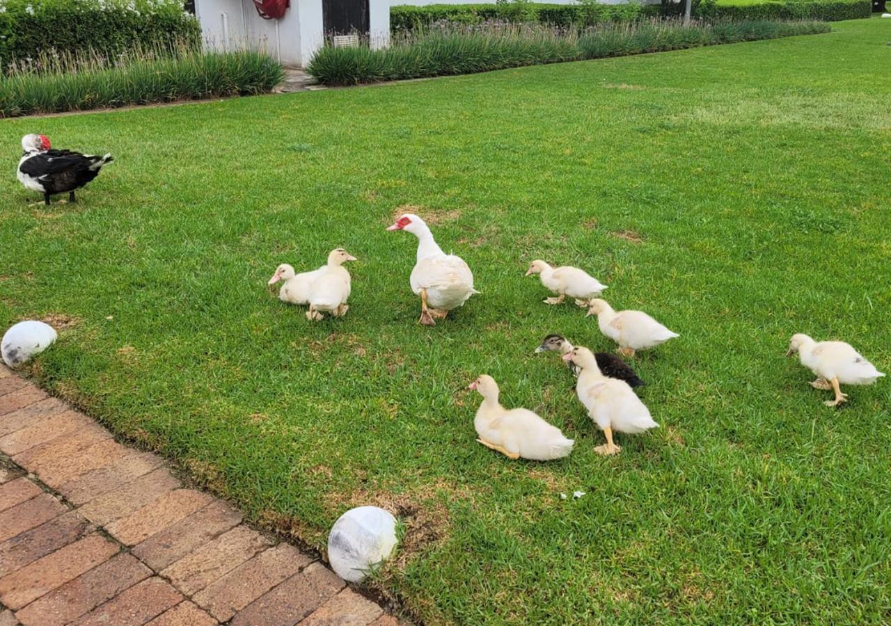 Kievits Kroon Gauteng Wine Estate Pretoria-Noord Exterior foto